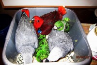 /album/fotogaleria-papagaje-na-predaj/img-0006-jpg2/