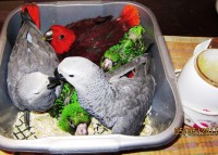 /album/fotogaleria-papagaje-na-predaj/img-0009-jpg1/