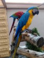 /album/fotogaleria-papagaj-krotky-zako-eklektus-amazonik-konske-ara-amazonan-kapsky-/a12082012064-jpg/
